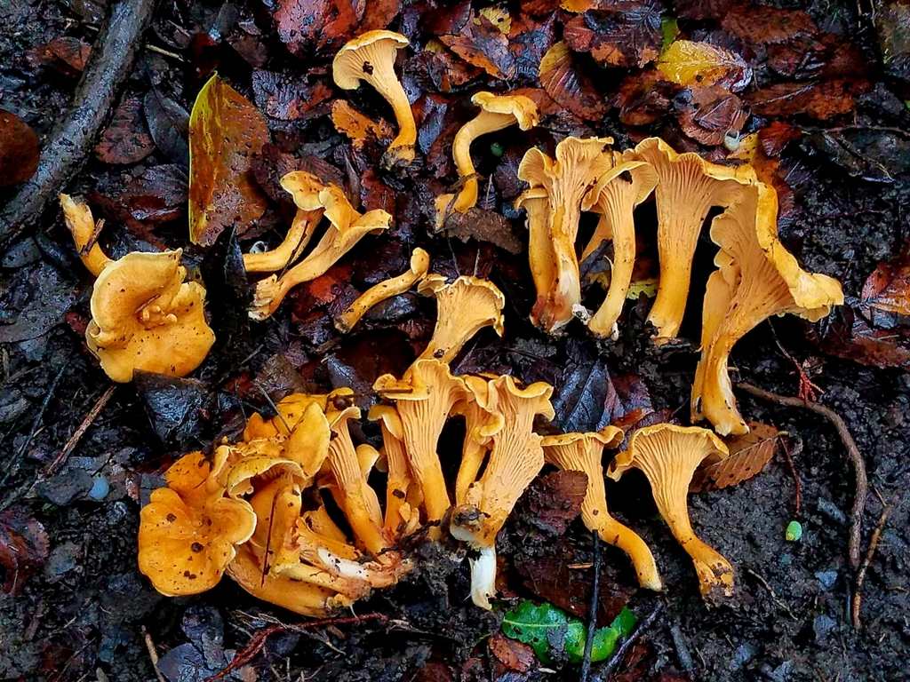 Cantharellus quercophilus