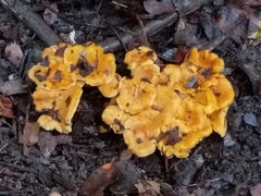 Cantharellus quercophilus
