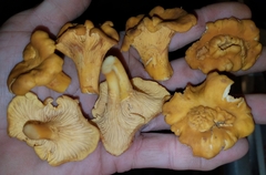 Cantharellus quercophilus