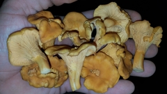 Cantharellus quercophilus