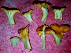 Cantharellus quercophilus