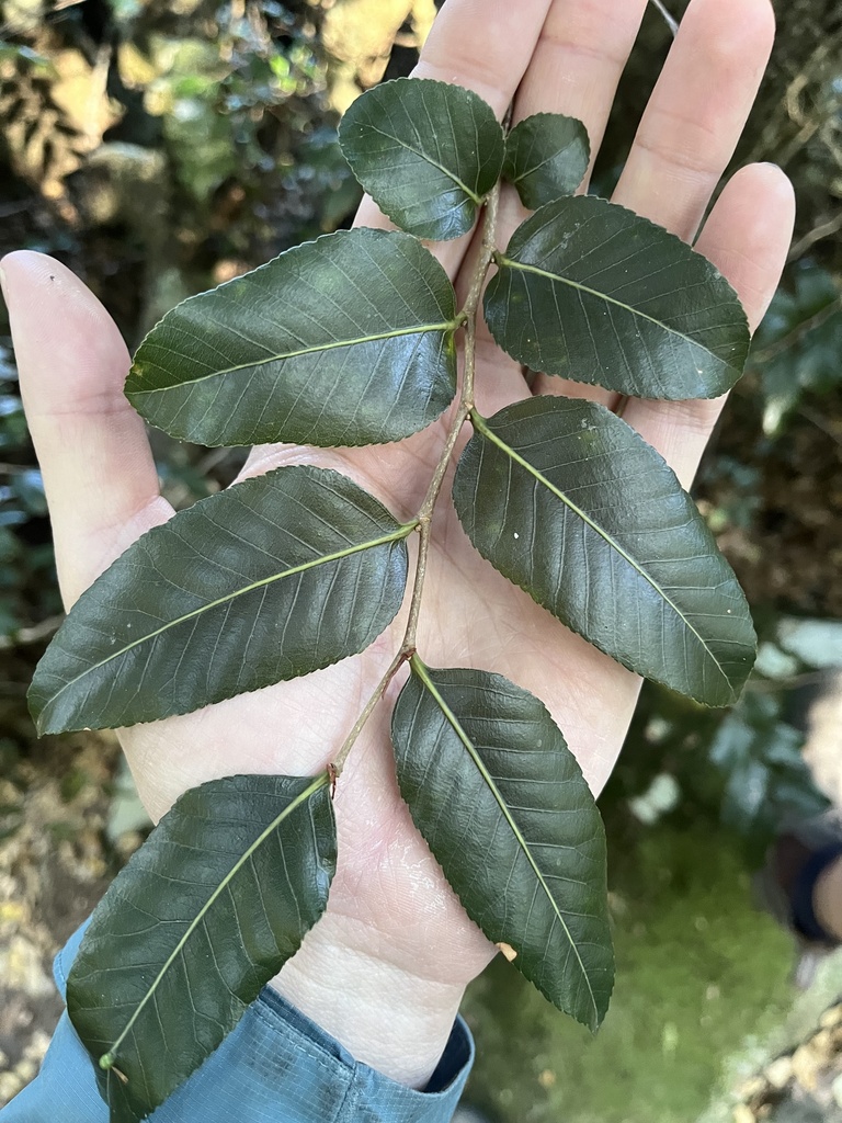 Australian beech from Lamington National Park, Natural Bridge, QLD, AU ...