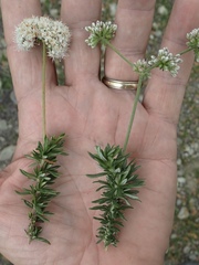Eriogonum fasciculatum fasciculatum