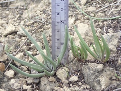 Dudleya multicaulis