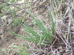 Dudleya multicaulis