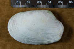 Platyodon cancellatus
