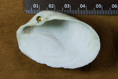 Platyodon cancellatus