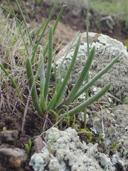 Dudleya multicaulis