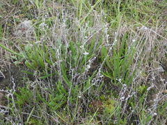 Dudleya multicaulis