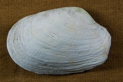 Platyodon cancellatus