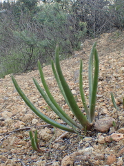 Dudleya multicaulis