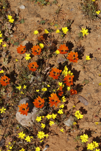 Image of Gorteria diffusa by (c) Karen Eichholz, some rights reserved (CC BY)
