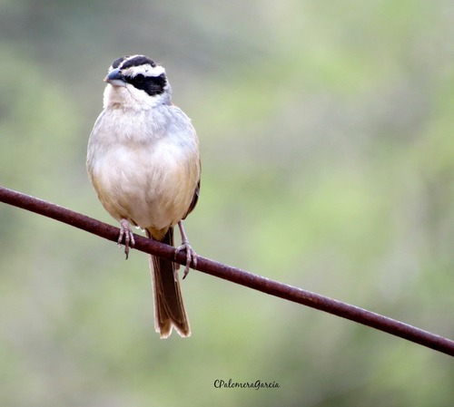 Stripe-headed Sparrow