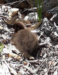 Gallirallus australis scotti