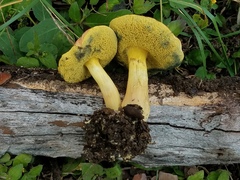 Boletus subfraternus