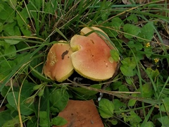 Boletus subfraternus