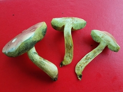 Boletus subfraternus