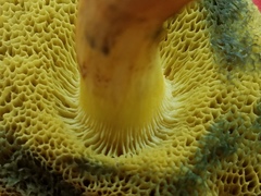 Boletus subfraternus