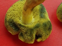 Boletus subfraternus