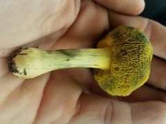 Boletus subfraternus