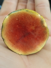 Boletus subfraternus