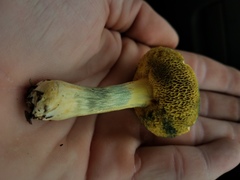 Boletus subfraternus