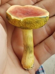 Boletus subfraternus