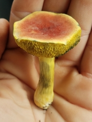 Boletus subfraternus