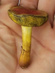 Boletus subfraternus