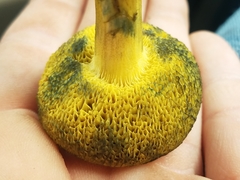 Boletus subfraternus