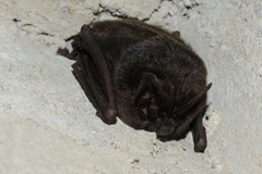 Barbastella barbastellus