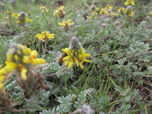 Dalea versicolor var. glabrescens