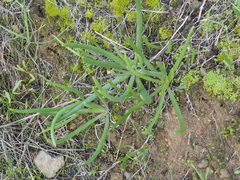 Dudleya multicaulis