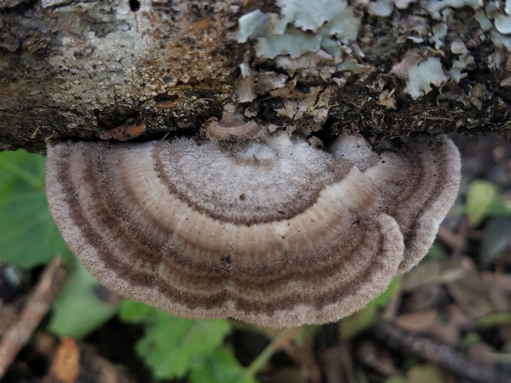 Schizophyllum fasciatum