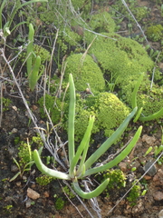 Dudleya multicaulis