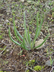Dudleya multicaulis