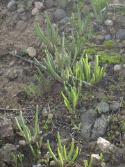 Dudleya multicaulis