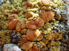 Polycauliona bolacina
