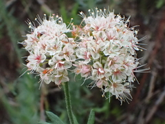Eriogonum fasciculatum fasciculatum