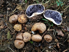 Scleroderma texense