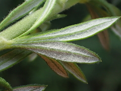 Eriogonum fasciculatum fasciculatum