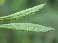 Eriogonum fasciculatum fasciculatum