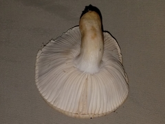 Russula pulverulenta