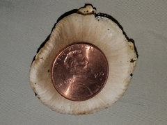 Russula pulverulenta