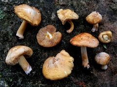 Inocybe albodisca