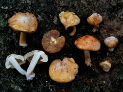 Inocybe albodisca