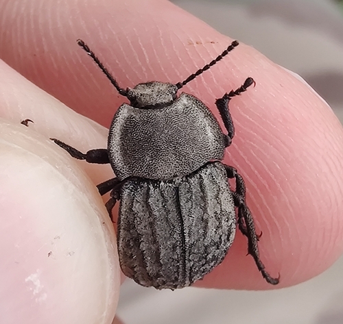 Asida sabulosa