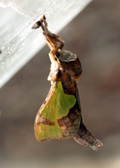 Aenetus moorei