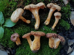 Cantharellus lewisii