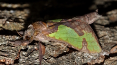 Aenetus moorei
